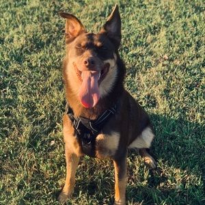 Meet your Posher, Lizzie